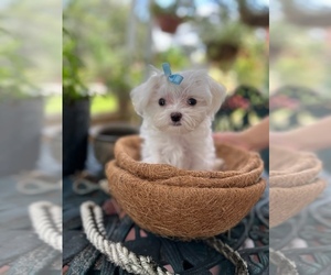 Maltese Puppy for Sale in OCALA, Florida USA