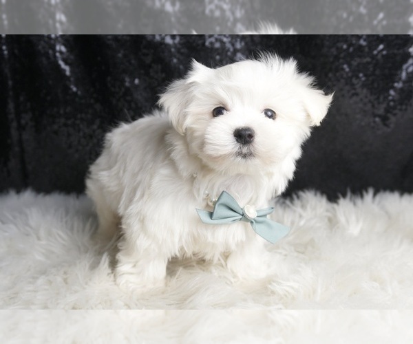 Medium Photo #14 Maltese Puppy For Sale in WARSAW, IN, USA
