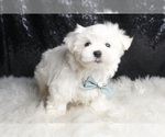 Small Photo #14 Maltese Puppy For Sale in WARSAW, IN, USA