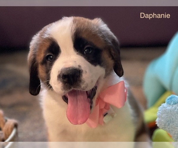 Medium Photo #10 Saint Bernard Puppy For Sale in SAVANNAH, MO, USA