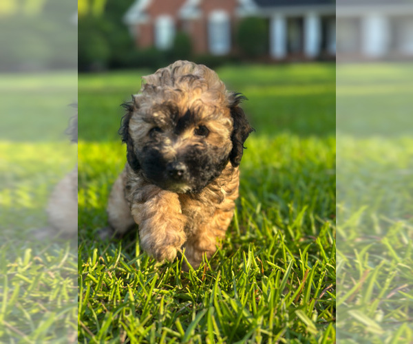 Medium Photo #3 Maltipoo Puppy For Sale in IRMO, SC, USA