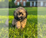 Puppy Coco Maltipoo
