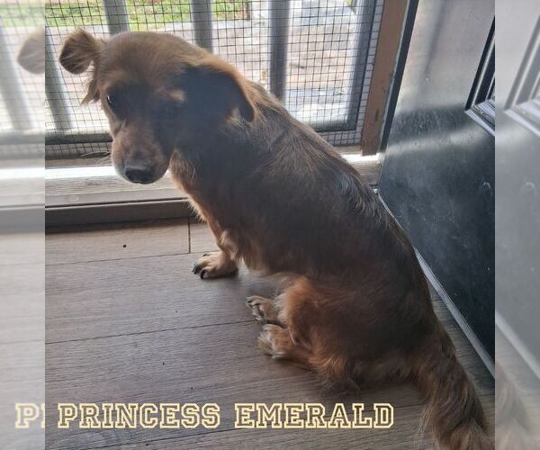 Medium Photo #6 Chiweenie Puppy For Sale in San Antonio, TX, USA