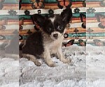 Hand delivery - Female Chihuahua Puppy for Sale - Photo #4
