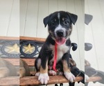 Small Photo #2 German Shorthaired Lab-Siberian Husky Mix Puppy For Sale in DICKINSON, TX, USA