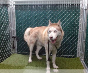 Siberian Husky Dogs for adoption in Downey, CA, USA