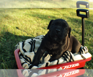 Cane Corso Puppy for sale in JEFFERSON CITY, MO, USA