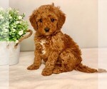 Small Photo #6 Goldendoodle-Poodle (Miniature) Mix Puppy For Sale in NEWPORT, PA, USA