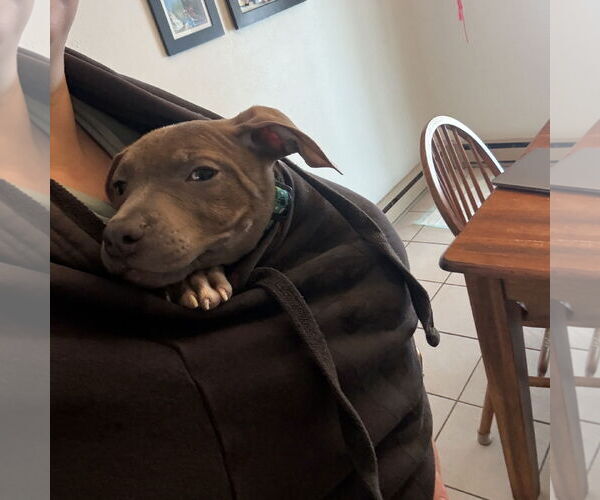 Medium Photo #4 Mutt Puppy For Sale in Fargo, ND, USA