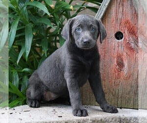 Labrador Retriever Puppy for sale in FREDERICKSBG, OH, USA