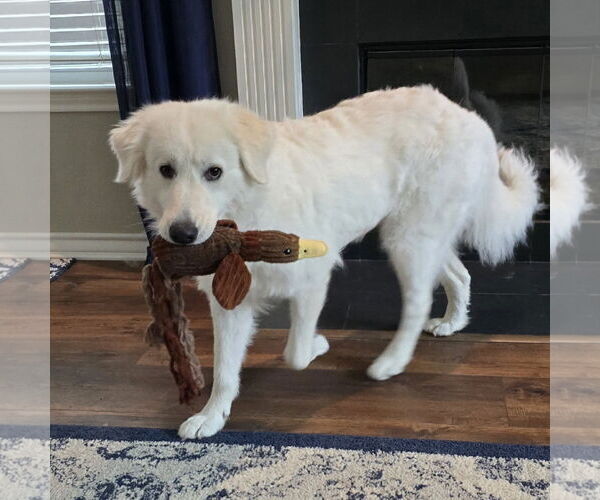 Medium Photo #2 Great Pyrenees-Maremma Sheepdog Mix Puppy For Sale in Dallas, TX, USA