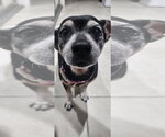 Small #3 Chiweenie