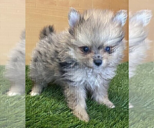 Medium Photo #2 Pomeranian Puppy For Sale in DELRAY BEACH, FL, USA