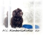 Small #5 ShihPoo