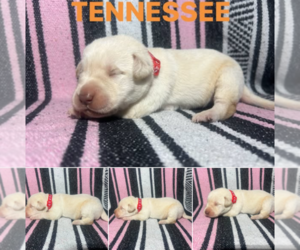 Medium Labrador Retriever