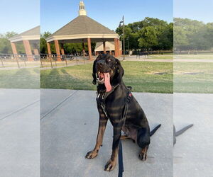 Coonhound Dogs for adoption in McKinney, TX, USA