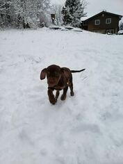 Medium Catahoula Leopard Dog