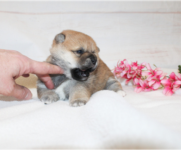 Full screen Photo #3 Shiba Inu Puppy For Sale in CANTON, SD, USA