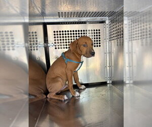 Mutt Dogs for adoption in Oklahoma City, OK, USA