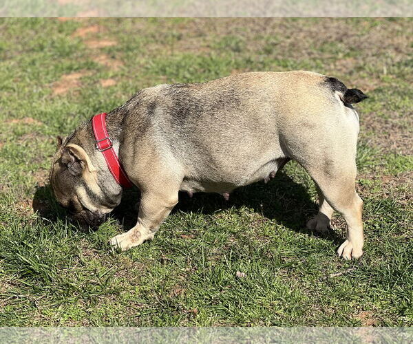 Medium Photo #2 American Bulldog Puppy For Sale in Lakemont, GA, USA