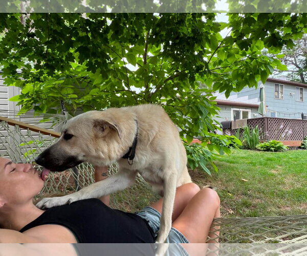 Medium Photo #2 Anatolian Pyrenees Puppy For Sale in Woodbury, NY, USA