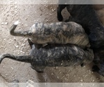 Small Photo #14 Presa Canario Puppy For Sale in MESA, AZ, USA