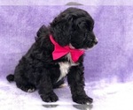 Small #1 Miniature Bernedoodle