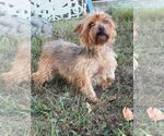 Dutchess - Female Mutt Dog for Adoption - Small photo