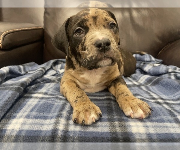 Medium Photo #112 American Bully Puppy For Sale in REESEVILLE, WI, USA