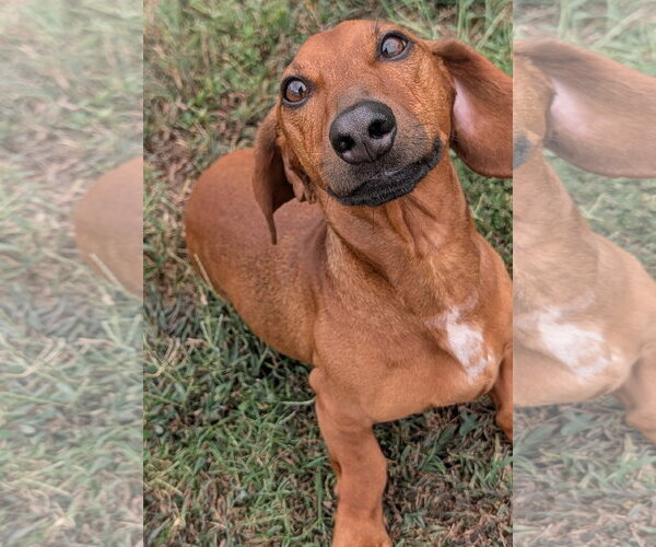 Medium Photo #8 Dachshund Puppy For Sale in Shelbyville, TN, USA