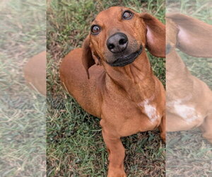 Winston in LA - Male Dachshund Dog for Adoption - Photo #8