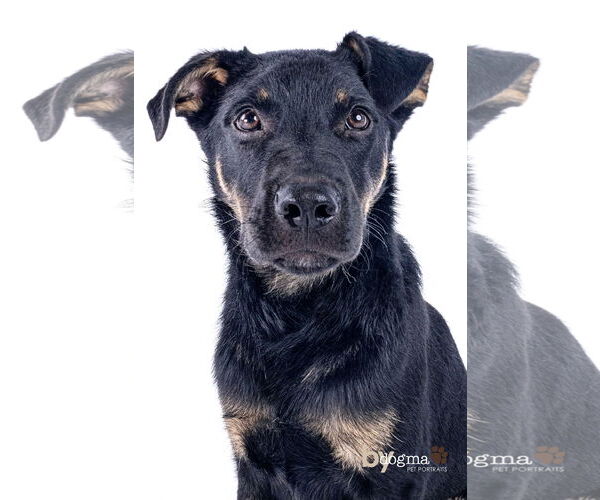 Medium Photo #4 Rottweiler-Unknown Mix Puppy For Sale in Newport Beach, CA, USA