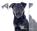 Small #3 Rottweiler Mix