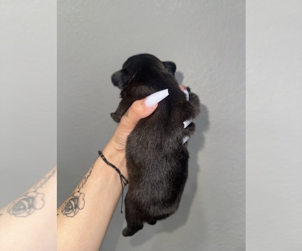 Medium Photo #6 French Bulldog Puppy For Sale in SAN BERNARDINO, CA, USA