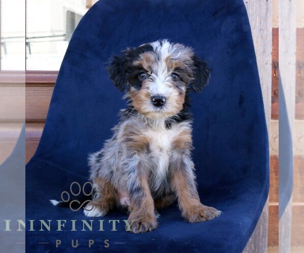 Medium Photo #1 Bernedoodle (Miniature) Puppy For Sale in NARVON, PA, USA