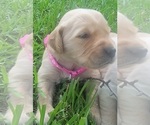 Small Photo #10 Golden Retriever Puppy For Sale in EDOM, TX, USA