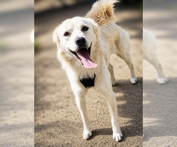 Medium Photo #3 Mutt Puppy For Sale in San Diego, CA, USA