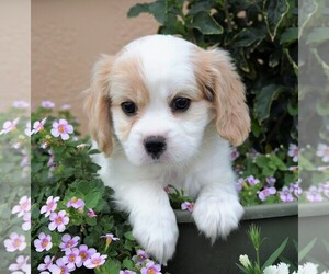 Cava-lon Puppy for sale in HUMBOLDT, AZ, USA