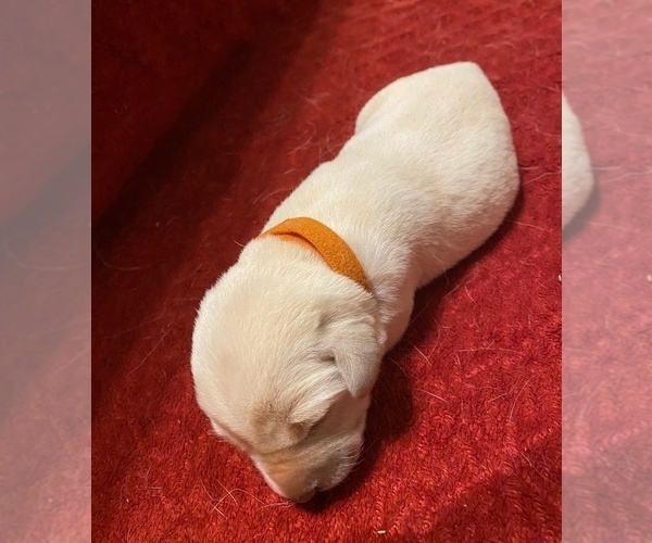 Medium Photo #4 Labrador Retriever Puppy For Sale in CLARKESVILLE, GA, USA