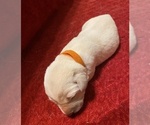 Small Photo #4 Labrador Retriever Puppy For Sale in CLARKESVILLE, GA, USA