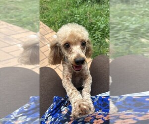 Father of the Maltipoo (Miniature) puppies born on 04/20/2026