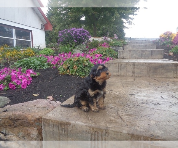 Medium Photo #1 Cavapoo Puppy For Sale in MILLERSBURG, PA, USA