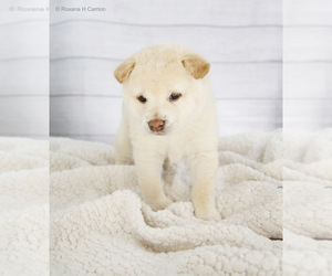 Shiba Inu Puppy for sale in ORLANDO, FL, USA