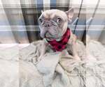 Small #1 French Bulldog Mix