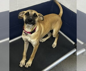 Labrador Retriever-Unknown Mix Dogs for adoption in Sterling, MA, USA