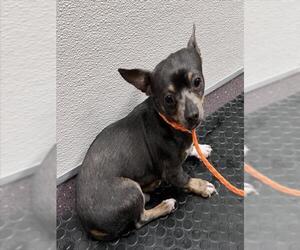 Chihuahua-Unknown Mix Dogs for adoption in Tracy, CA, USA