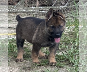 German Shepherd Dog Puppy for Sale in PURVIS, Mississippi USA