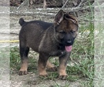 Small German Shepherd Dog