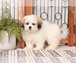 Small Photo #2 Mal-Shi Puppy For Sale in NAPLES, FL, USA