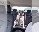 Small #8 American Pit Bull Terrier
